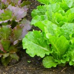 Lettuce plants