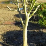 Incorrectly pruned crape myrtle