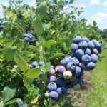 Blueberry fruit