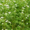 Buckwheat is a fast growing summer cover crop.