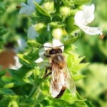 Because they break down quickly, natural insecticides are less likely to impact honeybees and other beneficial insects.
