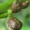 Kudzu bugs