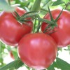 Tomato varieties that produce medium size fruit are generally easier to grow in the south than extra large 'beefsteak' types.