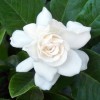 Gardenia blossom