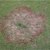 Large patch disease