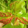 River birch leaves distorted by aphid feeding