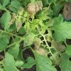 New growth of tomato plants infected with TSWV often appears pale or bronzed.