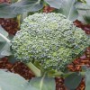 Leave broccoli plants in the ground after harvesting the main head to allow them to form side shoots.