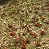 Small mounds caused by ground nesting bees do not damage lawns.