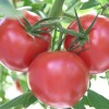 TomatoCluster