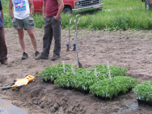 Cover photo for Are You Selling Transplants This Year? Do You Know the Rules?