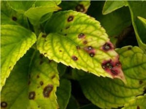 Cover photo for Heavy Rains Cause Problems for Gardeners