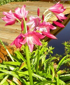 Crinum Lily 'Ellen Bosanquet'