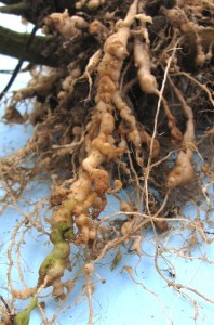 root knot nematode symptoms