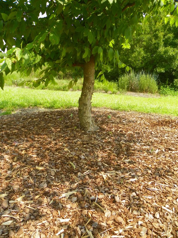 can too much mulch kill plants north carolina cooperative extension can too much mulch kill plants north carolina cooperative extension