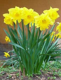 When To Plant Tulip Bulbs In Charlotte Nc - When Do Daffodils Bloom In Nc