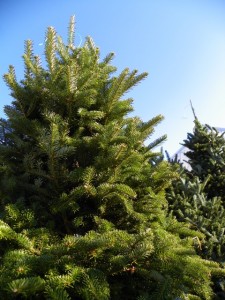 Cover photo for How You Can Recycle Your Christmas Tree