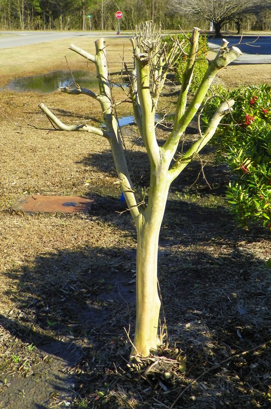 How Do I Prune Crape Myrtle? North Carolina Cooperative Extension