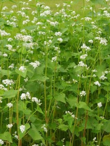 Cover photo for How to Improve Soil With Compost and Cover Crops