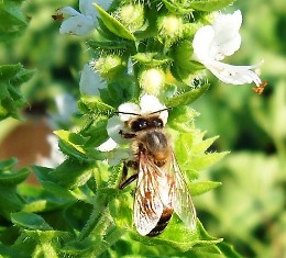 Cover photo for How Can I Control Pests Organically?