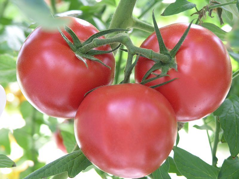 Tomato (Bush Early Girl)