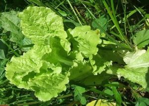 Picloram damage on lettuce. Photo by Sue Colucci