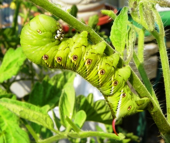 What Is Eating My Tomato Plant? | North Carolina ...