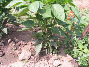 Cover photo for Acetic Acid (Vinegar) as an Herbicide