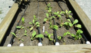 Cover photo for How to Water Vegetables and Herbs