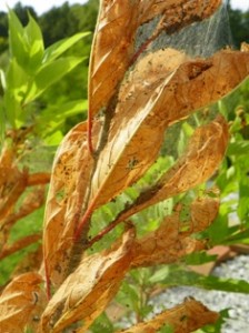 Cover photo for What Is Making Webs in My Trees?