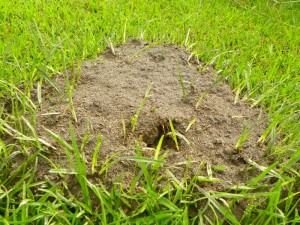Fire ant mound