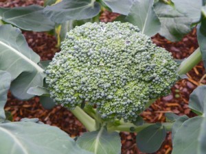 Cover photo for Tips for Harvesting Broccoli