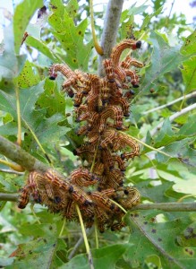 Caterpillars