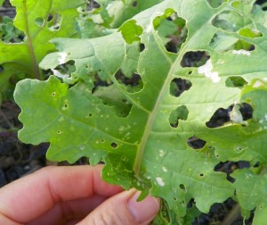 Cover photo for Controlling Caterpillars in Vegetable Gardens