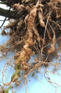 nematodes root knot roots infected tomato nematode tree plants tomatoes plant knotted rkn affected bumpy swollen covered north carolina ces