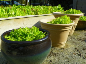 Lettuce growing in containers