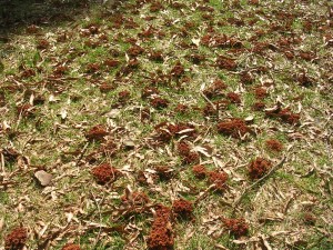 Cover photo for Ground Nesting Bees Not a Threat