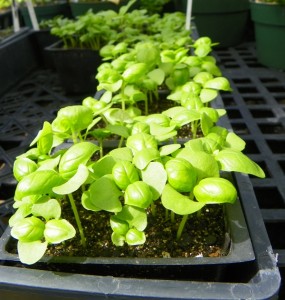 Cover photo for Growing Flowers and Vegetables From Seed