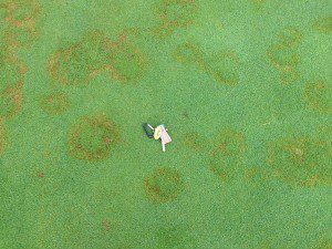 Cover photo for Summer Segue of Fungi