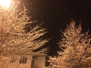 Cover photo for Protecting Garden and Landscape Plants During Cold Weather