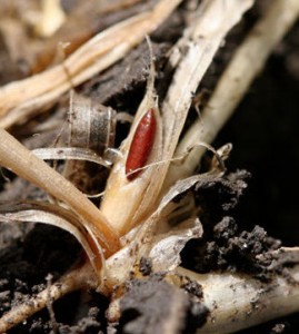 Hessian Fly Pupa