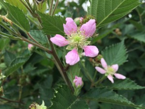 blackberry bloom