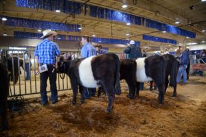 Cover photo for Stay in Touch With N.C. 4-H Livestock