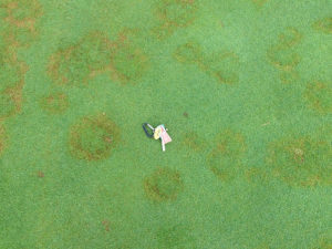 Cover photo for Got Creeping Bentgrass Problems?