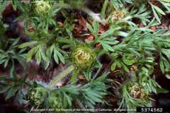 Cover photo for Weed Control for the Homeowner Class, May 15, 2018