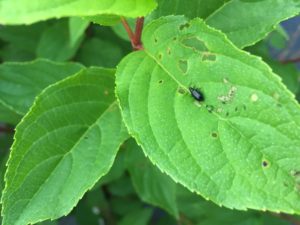 Red headed flea beetle on hydrangea with feeding damage and frass. Photo: SD Frank