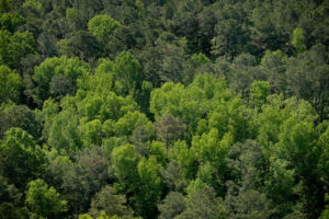 Aerial of trees