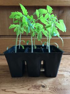 Young tomato plants