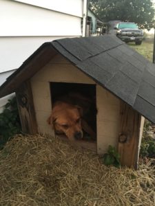 Cover photo for Protect Animals From the Cold