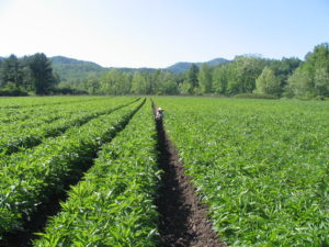 Field of Echinacea plants